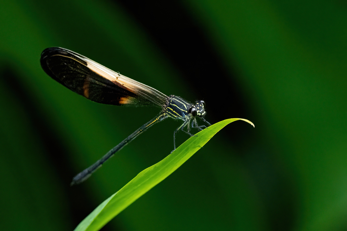 Polythore victoria (Polythoridae) Hacienda Armorique, Junin, Peru. Aug 24, 2022 Geotagged,Peru,Polythore victoria,Winter