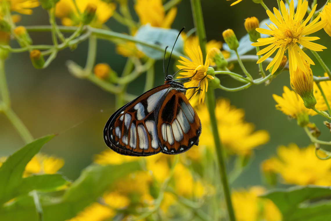 Ithomia eleonora (Nymphalidae) Hacienda Armorique, Junin, Peru. Aug 24, 2022 Geotagged,Ithomia eleonora,Peru,Winter