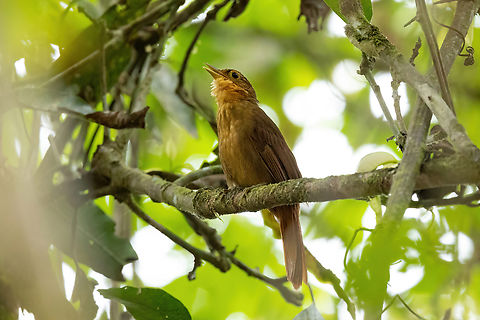 Automolus ochrolaemus (Buff-throated foliage-gleaner) Hacienda Armorique, Junin, Peru. Aug 23, 2022 Automolus ochrolaemus,Buff-throated foliage-gleaner,Geotagged,Peru,Winter