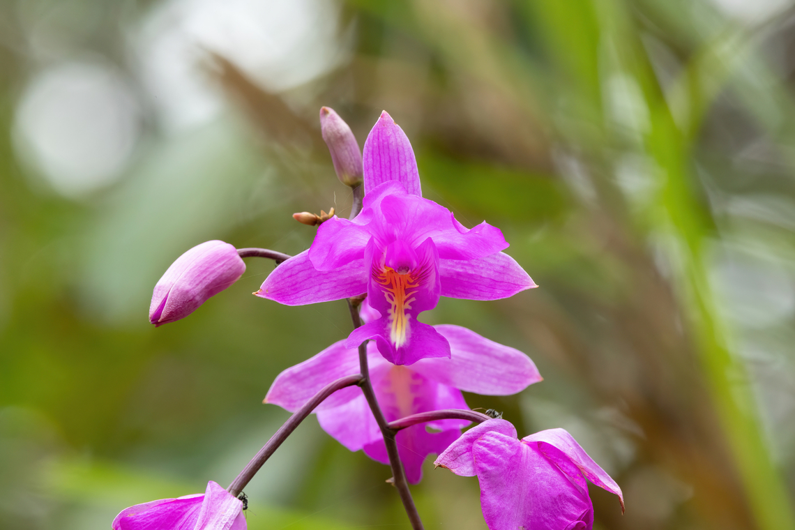 Bletia catenulata (Orchidaceae) Hacienda Armorique, Junin, Peru. Aug 23, 2022 Bletia catenulata,Geotagged,Peru,Winter