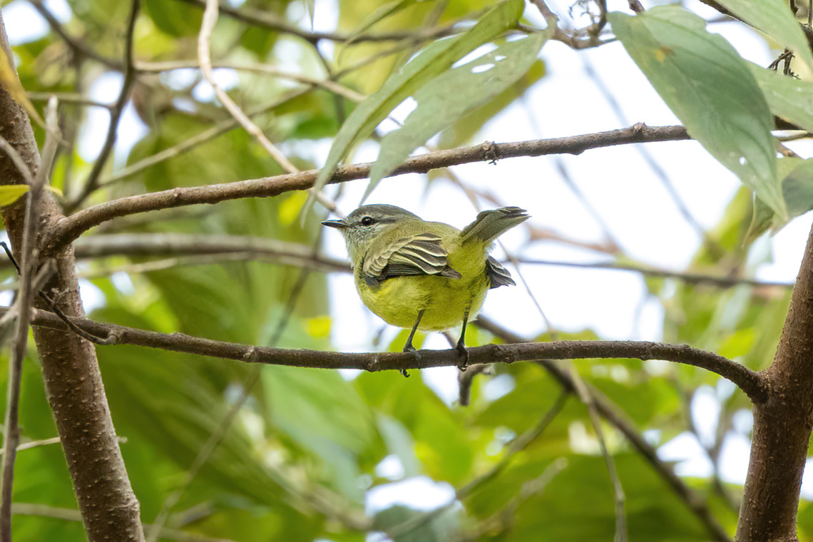 Sooty-headed Tyrannulet (Phyllomyias griseiceps) Hacienda Armorique, Junin, Peru. Aug 23, 2022 Geotagged,Peru,Phyllomyias griseiceps,Sooty-headed tyrannulet,Winter