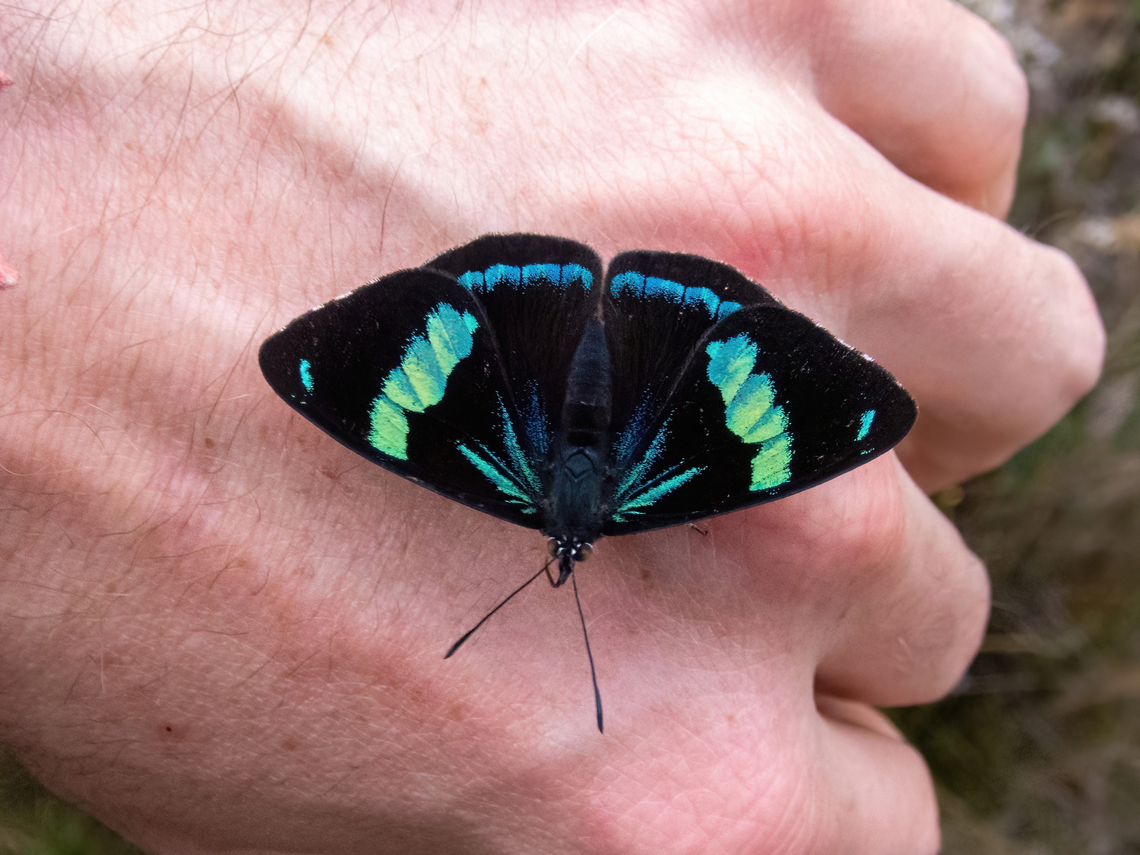 Perisama vitringa (Nymphalidae) ACP Hierba Buena Allpayacu, Amazonas, Peru. Jul 10, 2022 Geotagged,Perisama vitringa,Peru,Winter