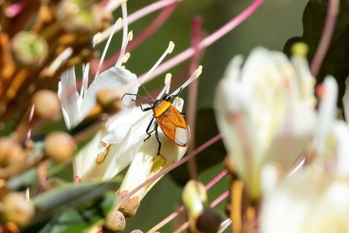 Largus trochanterus (Largidae) Amazilia Bioreserva, Amazonas, Peru. Aug 12, 2022 Geotagged,Largus trochanterus,Peru,Winter