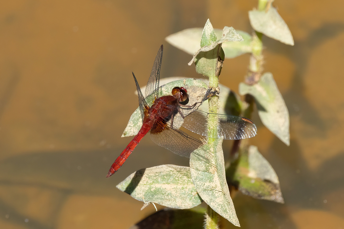 Erythrodiplax ines (Libellulidae) Amazilia Bioreserva, Amazonas, Peru. Jul 29, 2022 Erythrodiplax ines,Geotagged,Peru,Winter