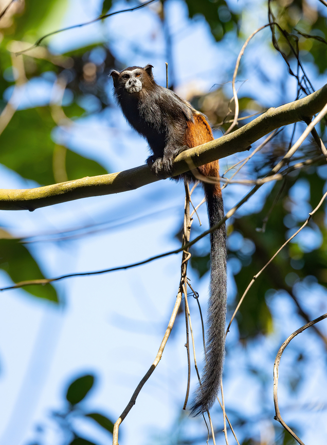 Weddell's Saddle-back Tamarin (Saguinus weddelli weddelli) Estancia Bello Horizonte, Madre de Dios, Peru. Jun 15, 2022 Fall,Geotagged,Peru,Saguinus weddelli weddelli,Weddell's Saddle-back Tamarin