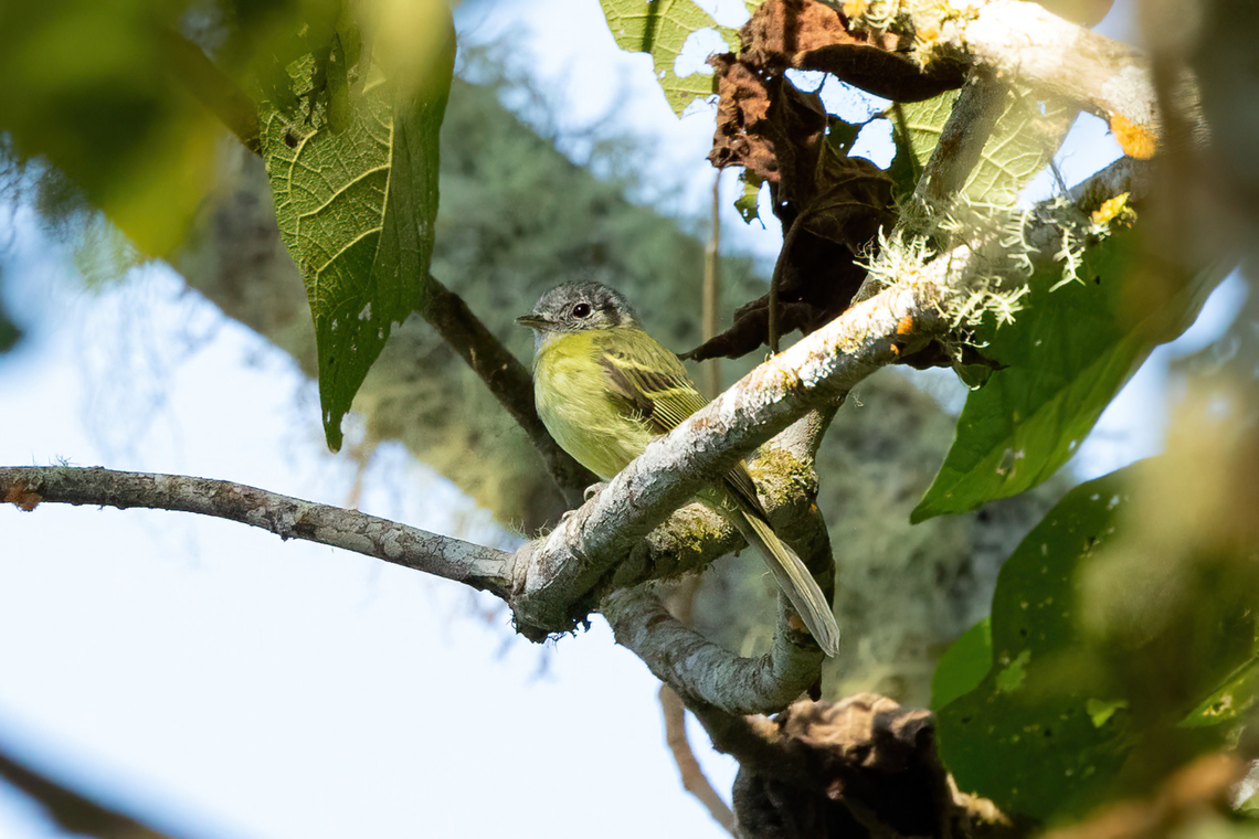 Plumbeous-crowned tyrannulet (Phyllomyias plumbeiceps) Hacienda Armorique, Junin, Peru. Aug 25, 2022 Geotagged,Peru,Phyllomyias plumbeiceps,Plumbeous-crowned tyrannulet,Winter
