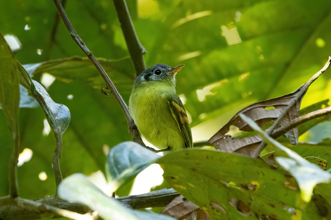 Variegated Bristle-Tyrant (Phylloscartes poecilotis) Hacienda Armorique, Junin, Peru. Aug 25, 2022 Geotagged,Peru,Pogonotriccus poecilotis,Variegated bristle tyrant,Winter