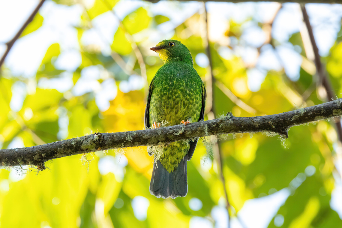 Scarlet-breasted fruiteater (Pipreola frontalis) Hacienda Armorique, Junin, Peru. Aug 25, 2022 Geotagged,Peru,Pipreola frontalis,Scarlet-breasted fruiteater,Winter