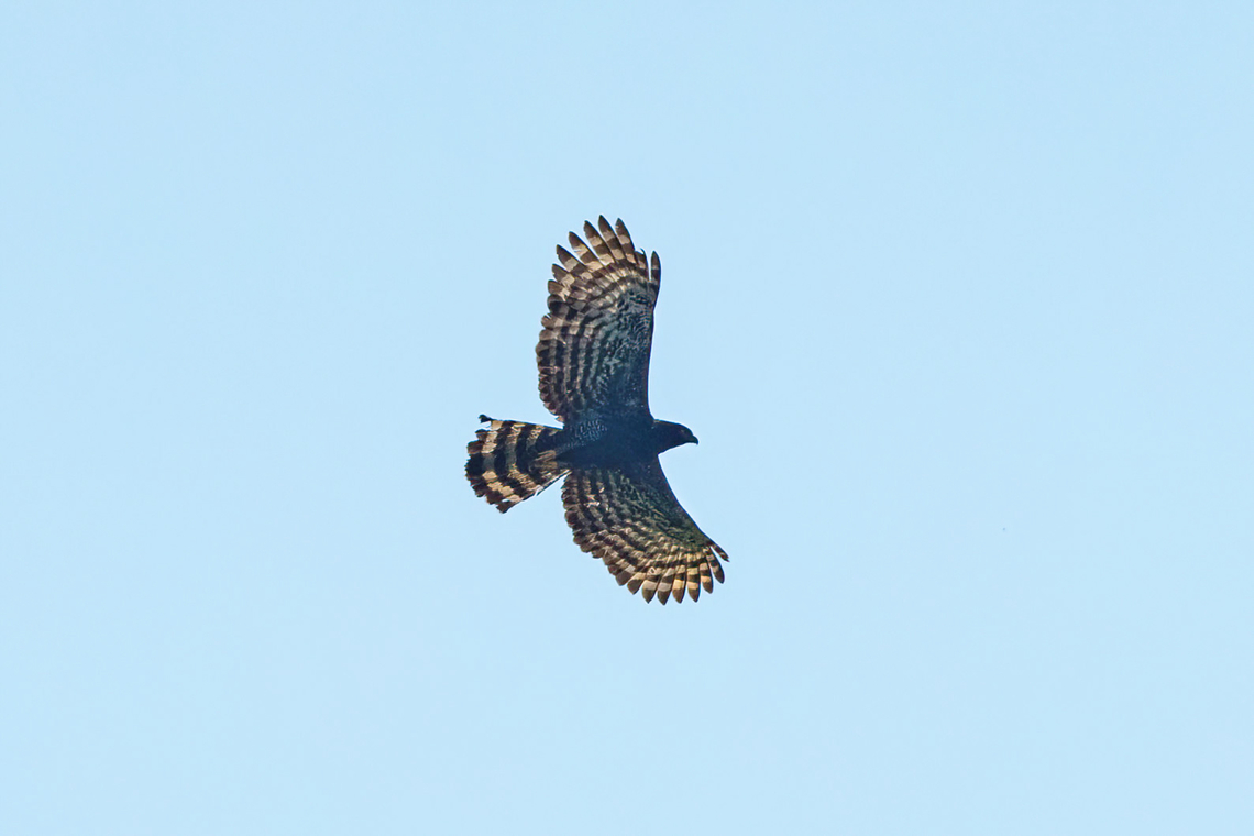 Black hawk-eagle (Spizaetus tyrannus) Hacienda Armorique, Junin, Peru. Aug 25, 2022 Black hawk-eagle,Geotagged,Peru,Spizaetus tyrannus,Winter