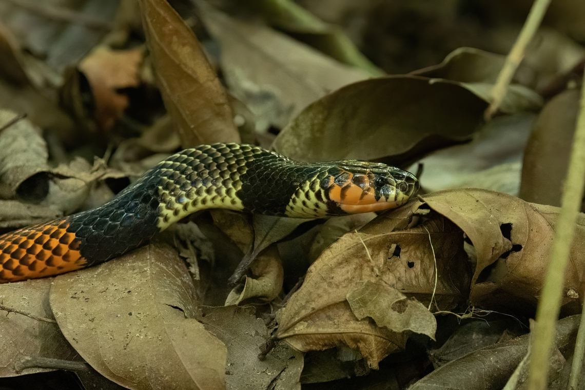 Black-necked Amazonian Coralsnake (Micrurus obscurus) ACONABIKH, San Mart&iacute;n, Peru. Oct 12, 2022 Black-necked Amazonian Coralsnake,Geotagged,Micrurus obscurus,Peru,Spring