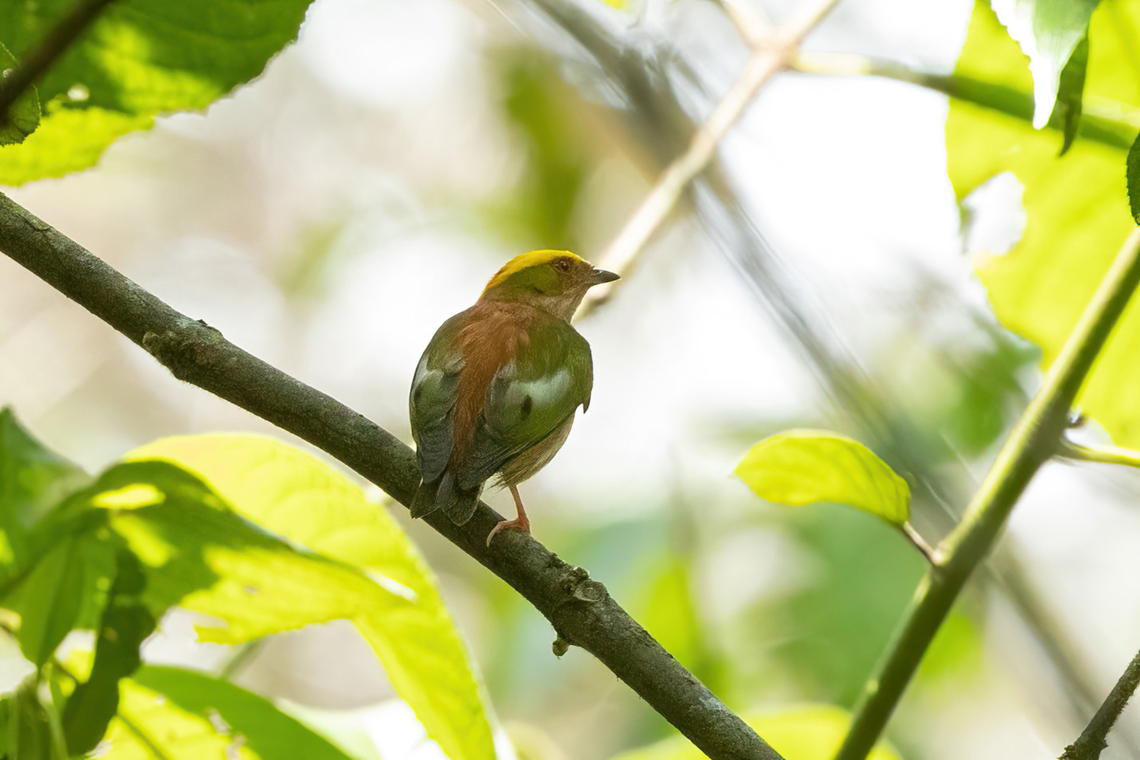 Fiery-capped Manakin (Machaeropterus pyrocephalus) ACONABIKH, San Mart&iacute;n, Peru. Oct 12, 2022 Fiery-capped manakin,Geotagged,Machaeropterus pyrocephalus,Peru,Spring