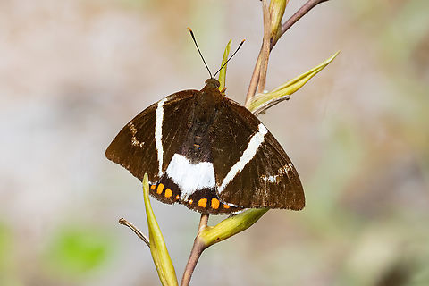 Telchin licus (Castniidae) ACONABIKH, San Martín, Peru. Oct 12, 2022 Banana Stem Borer,Geotagged,Peru,Spring,Telchin licus