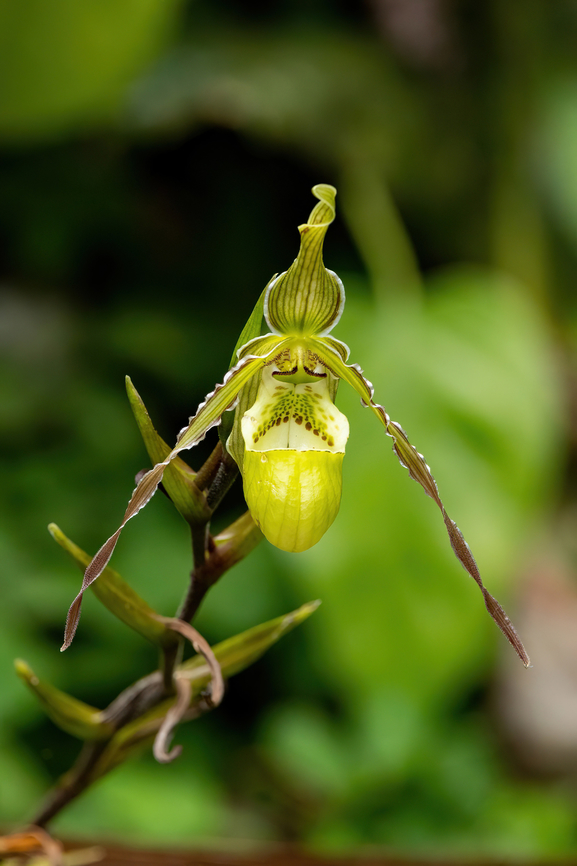 Phragmipedium pearcei (Orchidaceae) ACONABIKH, San Mart&iacute;n, Peru. Oct 12, 2022 Geotagged,Peru,Phragmipedium pearcei,Spring
