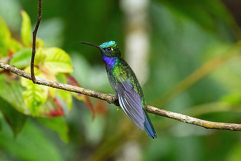 Napo sabrewing (Campylopterus villaviscensio) Llantería, San Martín, Peru. Oct 15, 2022 Campylopterus villaviscensio,Geotagged,Napo sabrewing,Peru,Spring