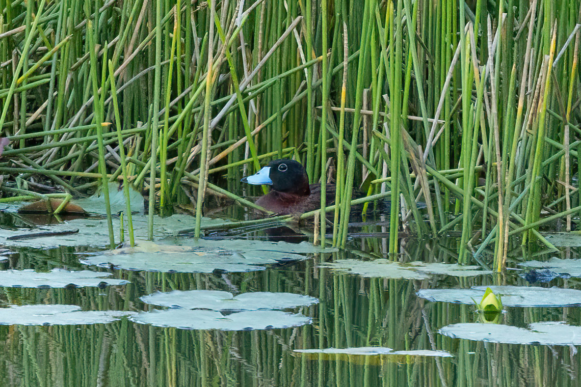 Masked duck (Nomonyx dominicus) Inda&ntilde;e, San Mart&iacute;n, Peru. Oct 12, 2022 Geotagged,Masked duck,Nomonyx dominicus,Peru,Spring