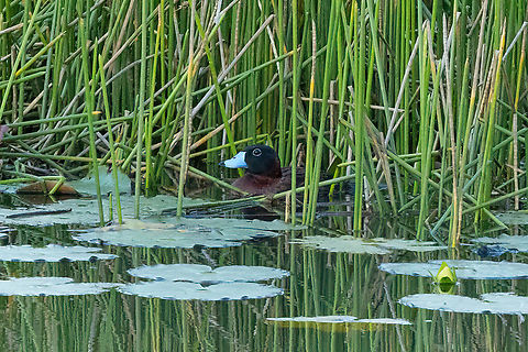Masked duck (Nomonyx dominicus) Inda&ntilde;e, San Mart&iacute;n, Peru. Oct 12, 2022 Geotagged,Masked duck,Nomonyx dominicus,Peru,Spring