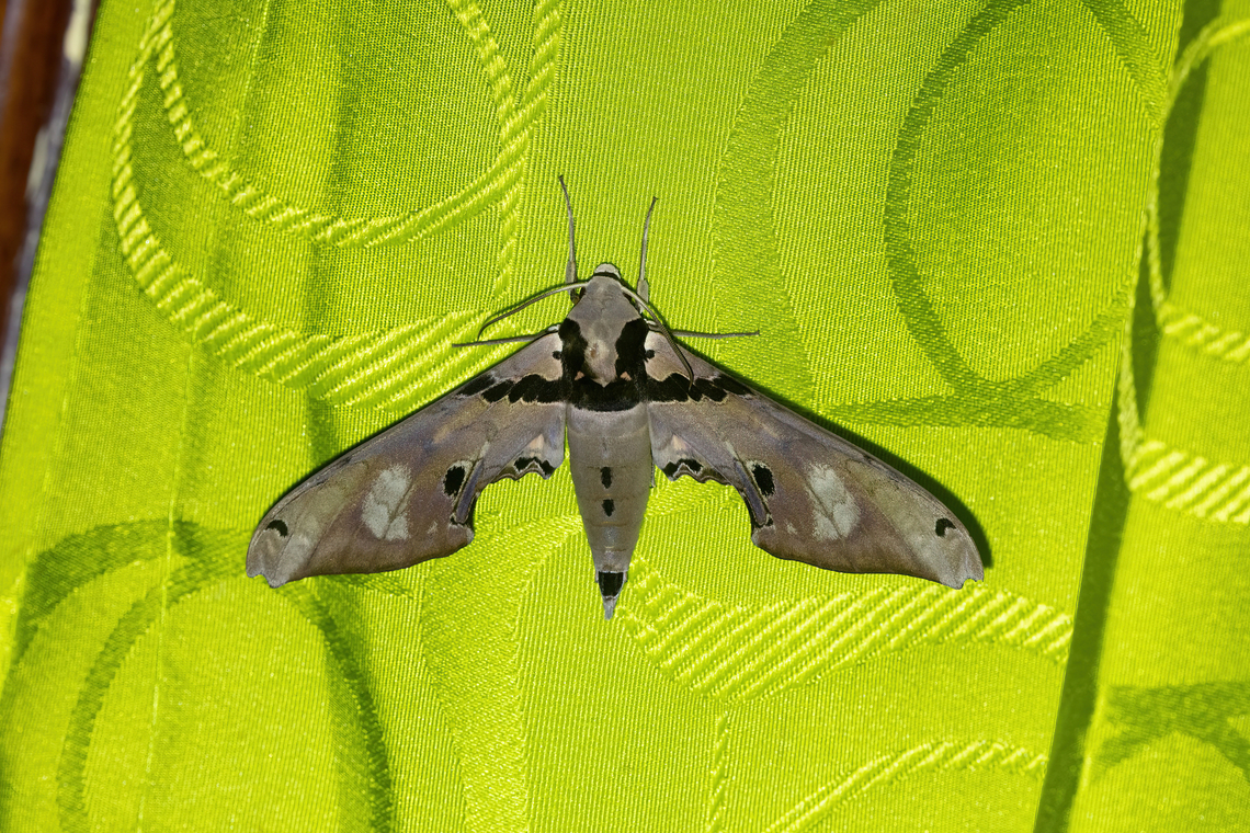 Adhemarius gannascus (Sphingidae) Waqanki, San Mart&iacute;n, Peru. Oct 12, 2022 Adhemarius gannascus,Geotagged,Peru,Spring