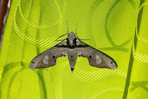 Adhemarius gannascus