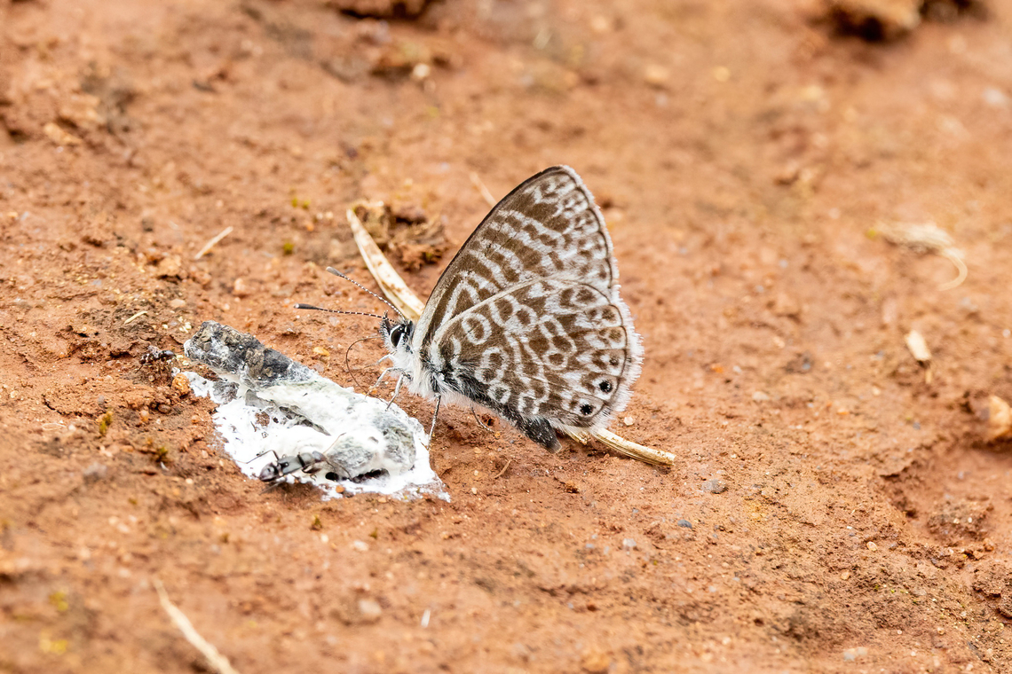 Leptotes lamasi (Lycaenidae) Amazilia Bioreserva, Amazonas, Peru. Oct 9, 2022 Geotagged,Leptotes lamasi,Peru,Spring