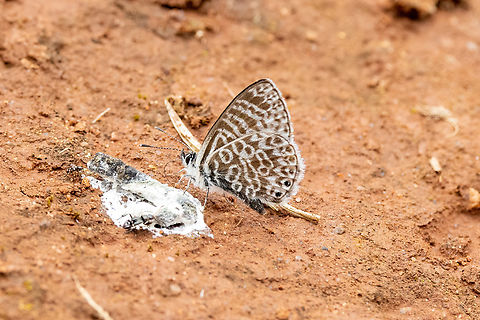 Leptotes lamasi (Lycaenidae) Amazilia Bioreserva, Amazonas, Peru. Oct 9, 2022 Geotagged,Leptotes lamasi,Peru,Spring