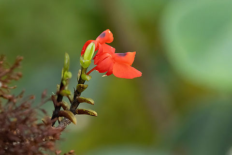 Fernandezia ionanthera