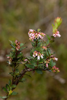 Andean Blueberry