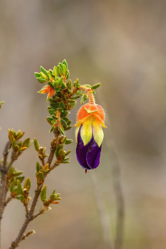 Brachyotum cogniauxii (Melastomataceae) Amazilia Bioreserva, Amazonas, Peru. Oct 9, 2022 Brachyotum cogniauxii,Geotagged,Peru,Spring