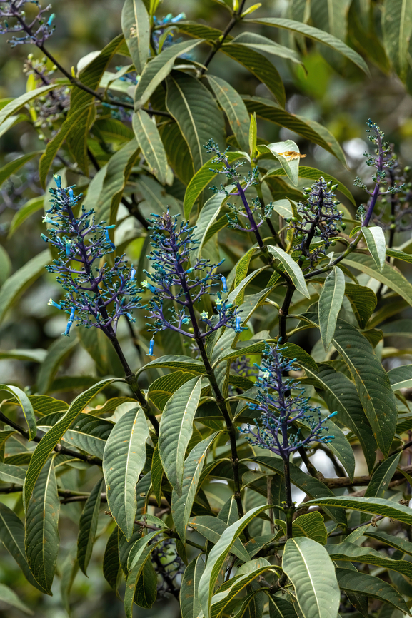 Palicourea amethystina (Rubiaceae) Amazilia Bioreserva, Amazonas, Peru. Oct 9, 2022 Geotagged,Palicourea amethystina,Peru,Spring