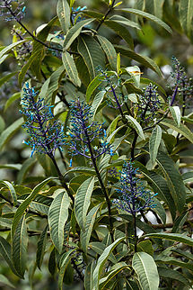 Palicourea amethystina (Rubiaceae) Amazilia Bioreserva, Amazonas, Peru. Oct 9, 2022 Geotagged,Palicourea amethystina,Peru,Spring