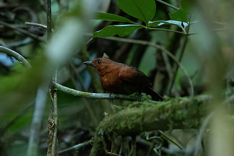 Chestnut-throated Spinetail (Synallaxis cherriei) Waqanki Lodge, Amazonas, Peru. Oct 13, 2022 Chestnut-throated spinetail,Geotagged,Peru,Spring,Synallaxis cherriei