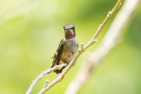 Amethyst woodstar (Calliphlox amethystina) Waqanki Lodge, Amazonas, Peru. Oct 13, 2022 Amethyst woodstar,Calliphlox amethystina,Geotagged,Peru,Spring