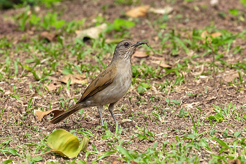 Pale-breasted thrush (Turdus leucomelas) Waqanki Lodge, Amazonas, Peru. Oct 13, 2022 Geotagged,Pale-breasted thrush,Peru,Spring,Turdus leucomelas