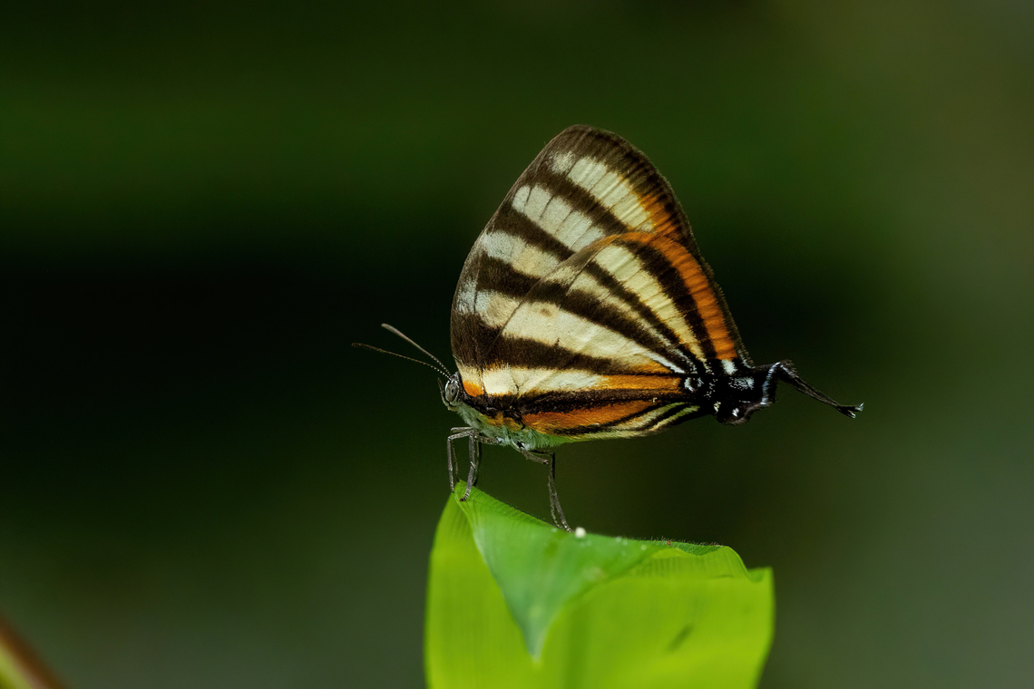 Separated Stripestreak (Arawacus separata) Waqanki Lodge, Amazonas, Peru. Oct 13, 2022 Arawacus separata,Geotagged,Peru,Separated Stripestreak,Spring