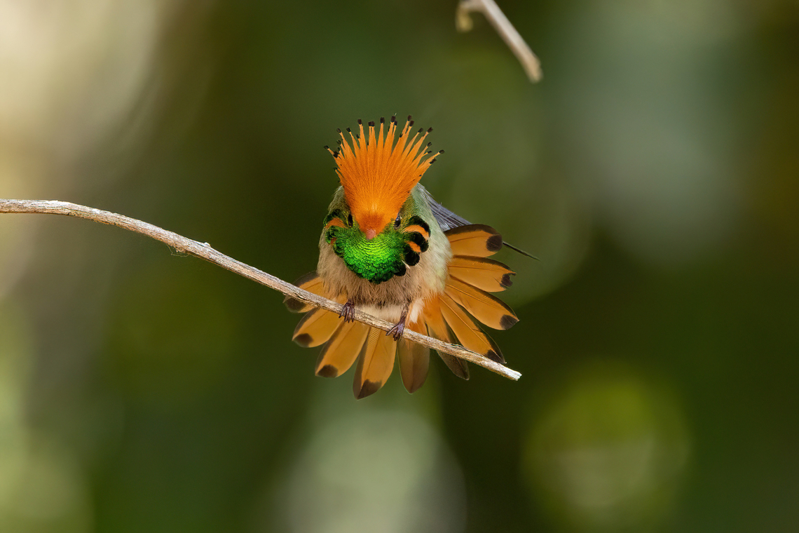 Rufous-crested coquette (Lophornis delattrei) Waqanki Lodge, Amazonas, Peru. Oct 13, 2022 Geotagged,Lophornis delattrei,Peru,Rufous-crested coquette,Spring
