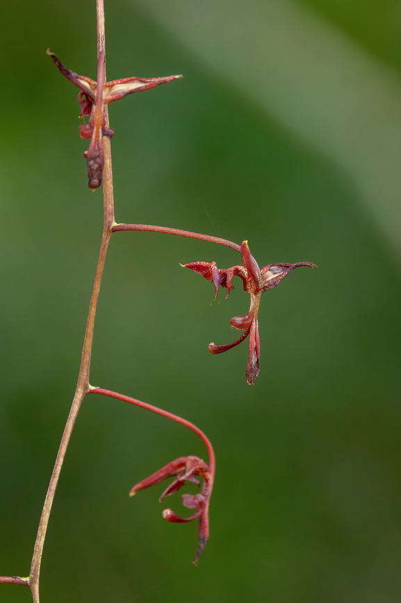 Gongora atropurpurea (Orchidaceae) Waqanki Lodge, Amazonas, Peru. Oct 13, 2022 Geotagged,Gongora atropurpurea,Peru,Spring