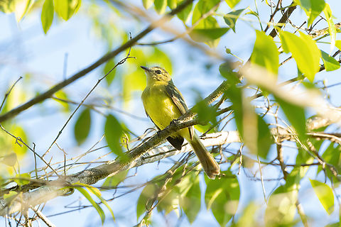 Yellow tyrannulet (Capsiempis flaveola) Morro de Calzada, San Mart&iacute;n, Peru. Oct 14, 2022 Capsiempis flaveola,Geotagged,Peru,Spring,Yellow tyrannulet