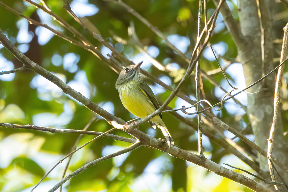Stripe-necked Tody-Tyrant (Hemitriccus striaticollis) Morro de Calzada, San Mart&iacute;n, Peru. Oct 14, 2022 Geotagged,Hemitriccus striaticollis,Peru,Spring,Stripe-necked tody-tyrant