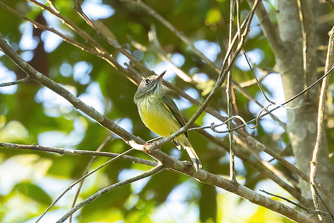 Stripe-necked Tody-Tyrant (Hemitriccus striaticollis) Morro de Calzada, San Mart&iacute;n, Peru. Oct 14, 2022 Geotagged,Hemitriccus striaticollis,Peru,Spring,Stripe-necked tody-tyrant