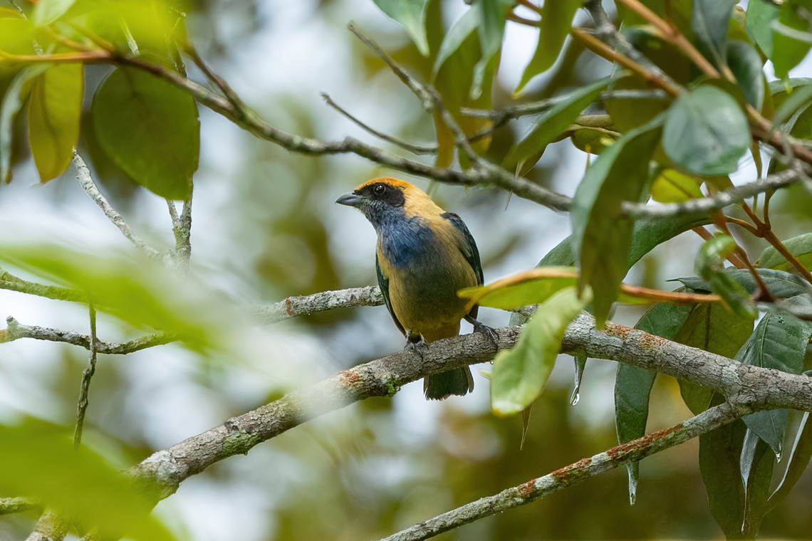Burnished-buff tanager (Tangara cayana) Morro de Calzada, San Mart&iacute;n, Peru. Oct 14, 2022 Burnished-buff tanager,Geotagged,Peru,Spring,Tangara cayana