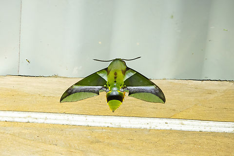 Oryba kadeni (Sphingidae) Reserva Arena Blanca, San Mart&iacute;n, Peru. Oct 14, 2022 Geotagged,Oryba kadeni,Peru,Spring