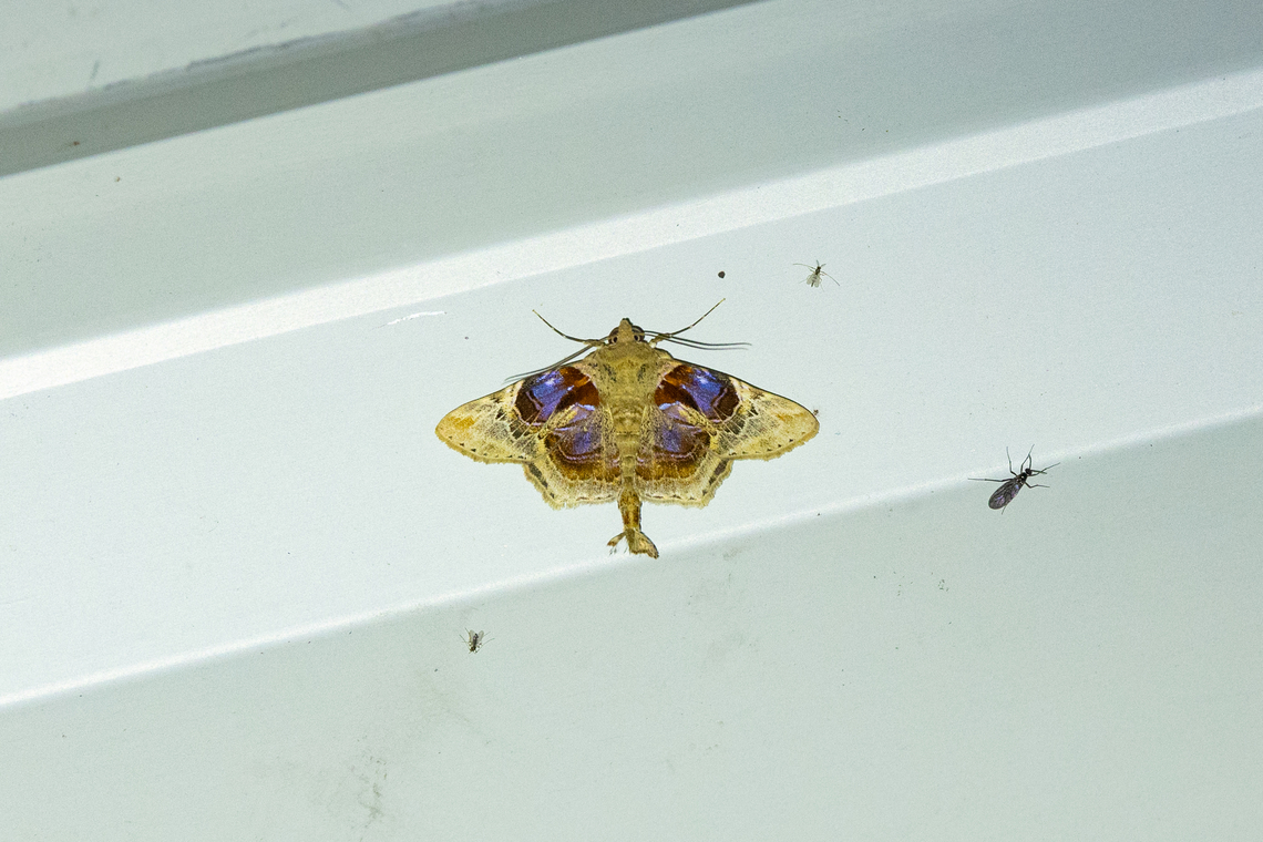 Dolichosomastis archadia (Erebidae) Reserva Arena Blanca, San Martín, Peru. Oct 14, 2022 Dolichosomastis archadia,Geotagged,Peru,Spring