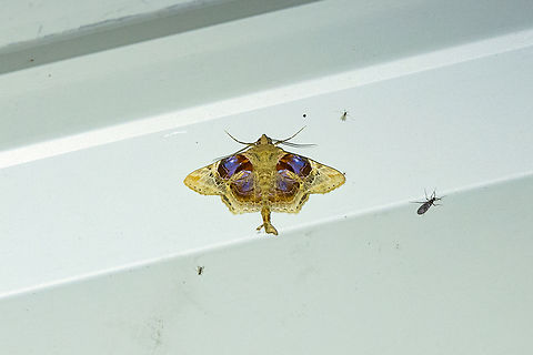 Dolichosomastis archadia (Erebidae) Reserva Arena Blanca, San Mart&iacute;n, Peru. Oct 14, 2022 Dolichosomastis archadia,Geotagged,Peru,Spring