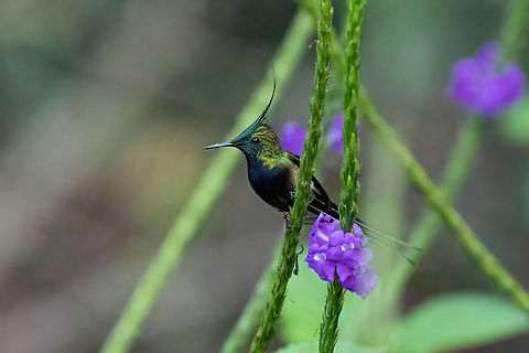Wire-crested thorntail (Discosura popelairii) Reserva Arena Blanca, San Mart&iacute;n, Peru. Oct 14, 2022 Discosura popelairii,Geotagged,Peru,Spring,Wire-crested thorntail