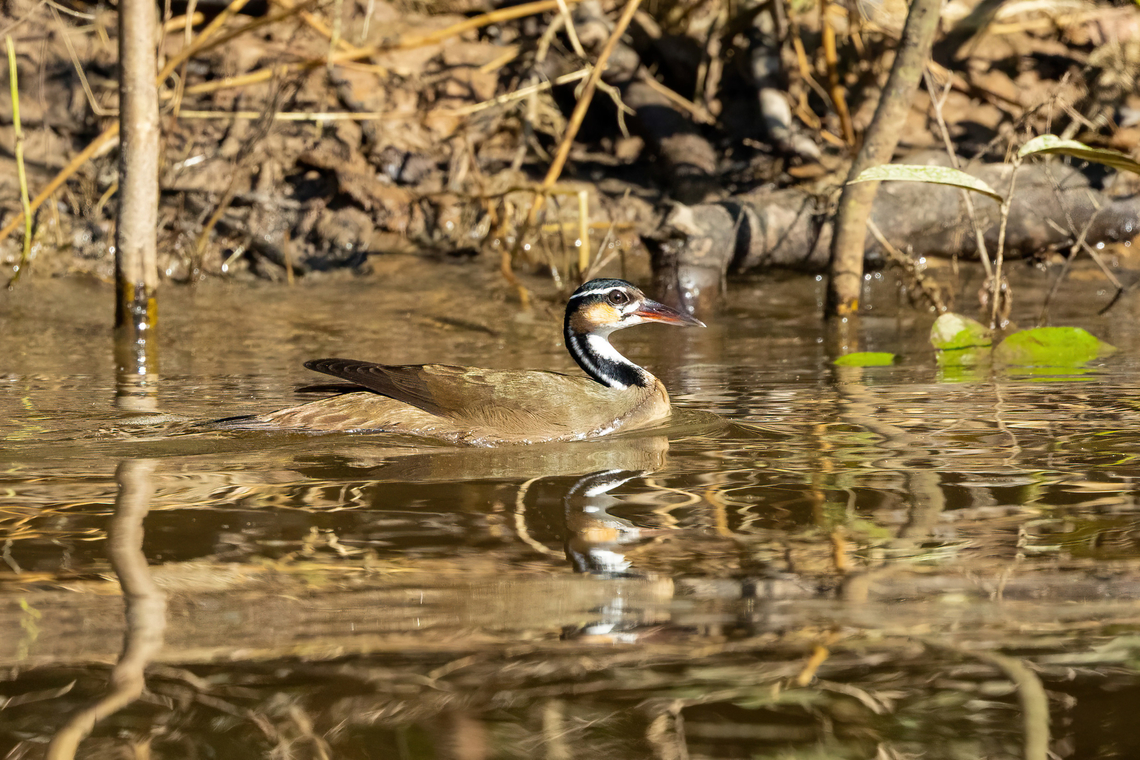 Sungrebe (Heliornis fulica) Laguna El Correo, Amazonas, Colombia. Nov 14, 2022<br />
 Colombia,Geotagged,Heliornis fulica,Spring,Sungrebe