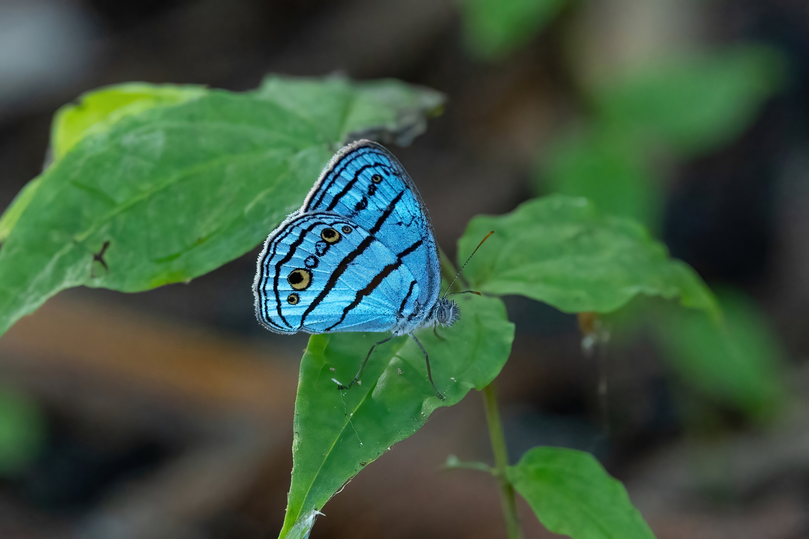 Caeruleuptychia pilata (Nymphalidae) Laguna El Correo, Amazonas, Colombia. Nov 14, 2022 Caeruleuptychia pilata,Colombia,Geotagged,Spring
