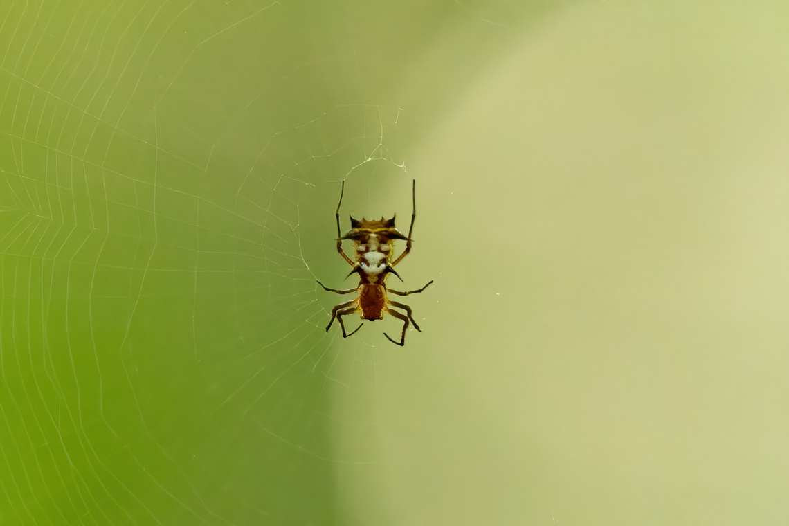 Micrathena necopinata (Araneidae) Laguna El Correo, Amazonas, Colombia. Nov 14, 2022 Colombia,Geotagged,Micrathena necopinata,Spring
