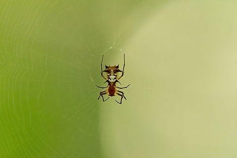 Micrathena necopinata