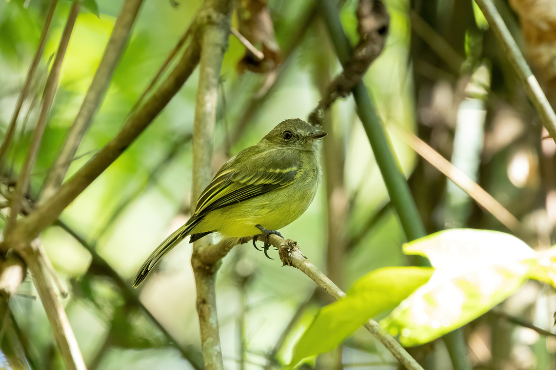 Myiopagis flavivertex (Yellow-crowned elaenia) Laguna El Correo, Amazonas, Colombia. Nov 14, 2022 Colombia,Geotagged,Myiopagis flavivertex,Spring,Yellow-crowned elaenia