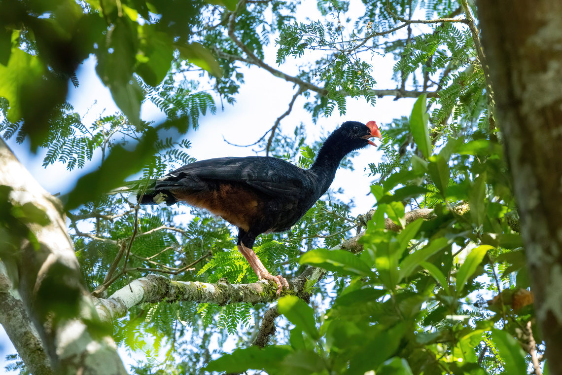 Razor-billed Curassow (Mitu tuberosum) Laguna El Correo, Amazonas, Colombia. Nov 14, 2022 Colombia,Geotagged,Mitu tuberosum,Razor-billed Curassow,Spring