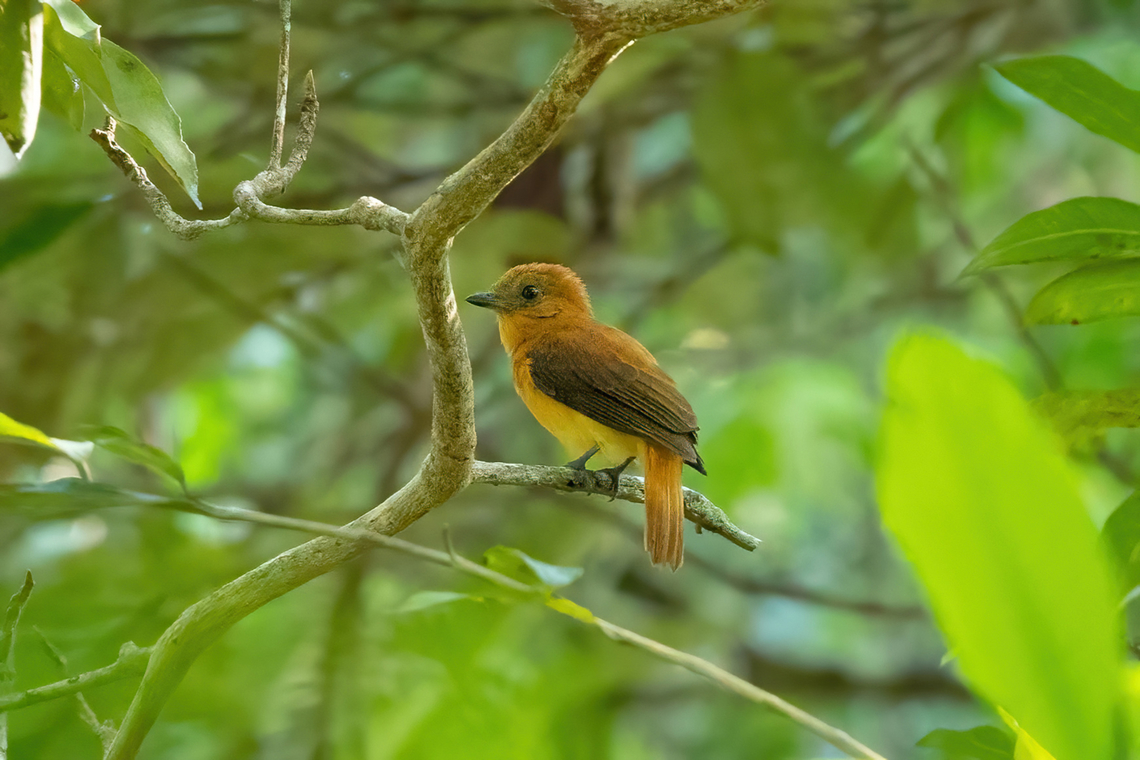 Varzea Schiffornis (Schiffornis major) Laguna El Correo, Amazonas, Colombia. Nov 14, 2022 Colombia,Geotagged,Schiffornis major,Spring,Varzea schiffornis